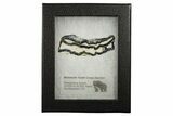 Mammoth Molar Slice With Case - South Carolina #349976-2